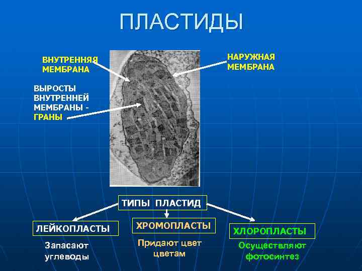 Укажите какие структуры. Наружная мембрана пластид. Выросты внутренней мембраны пластид. Выросты внутренней мембраны хлоропластов. Внутренняя мембрана пластид.