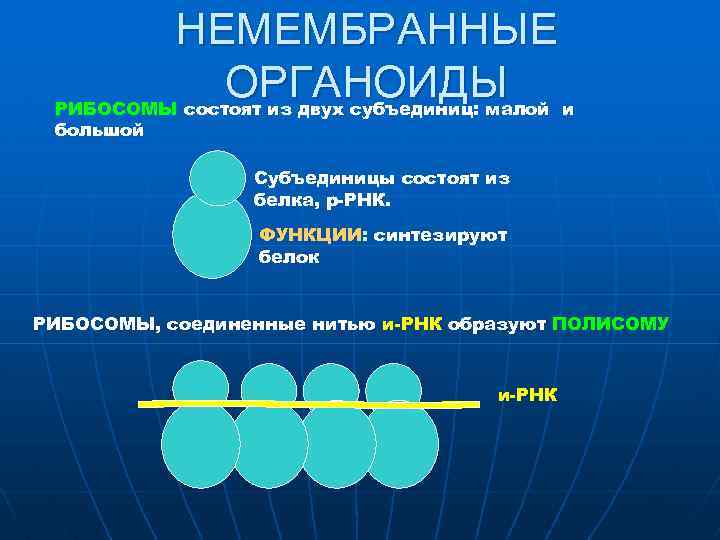 НЕМЕМБРАННЫЕ ОРГАНОИДЫ и РИБОСОМЫ состоят из двух субъединиц: малой большой Субъединицы состоят из белка,