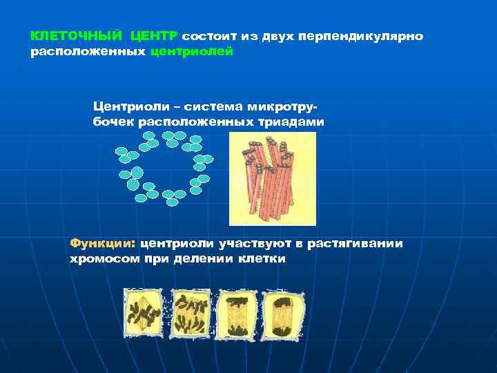 КЛЕТОЧНЫЙ ЦЕНТР состоит из двух перпендикулярно расположенных центриолей Центриоли – система микротрубочек расположенных триадами