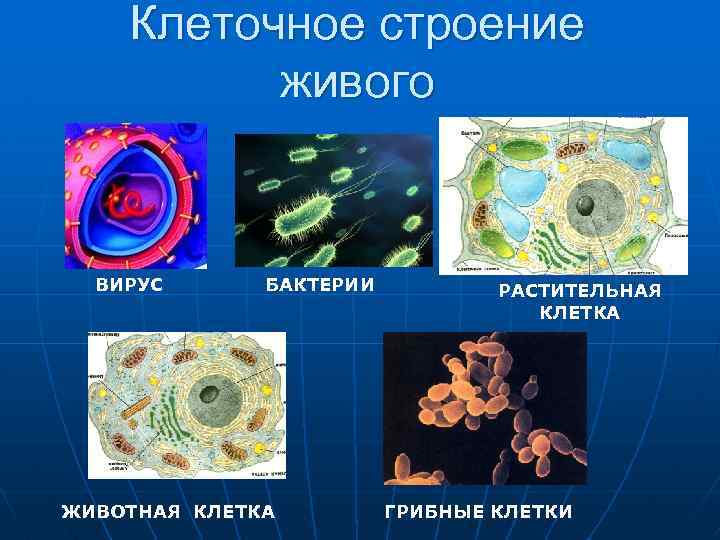 Клеточное строение живого ВИРУС БАКТЕРИИ ЖИВОТНАЯ КЛЕТКА РАСТИТЕЛЬНАЯ КЛЕТКА ГРИБНЫЕ КЛЕТКИ 