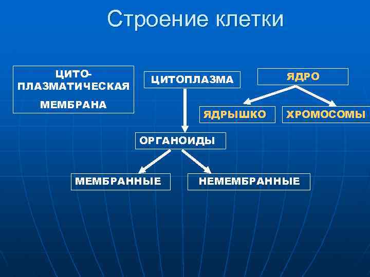 Строение клетки ЦИТОПЛАЗМАТИЧЕСКАЯ ЦИТОПЛАЗМА МЕМБРАНА ЯДРЫШКО ЯДРО ХРОМОСОМЫ ОРГАНОИДЫ МЕМБРАННЫЕ НЕМЕМБРАННЫЕ 