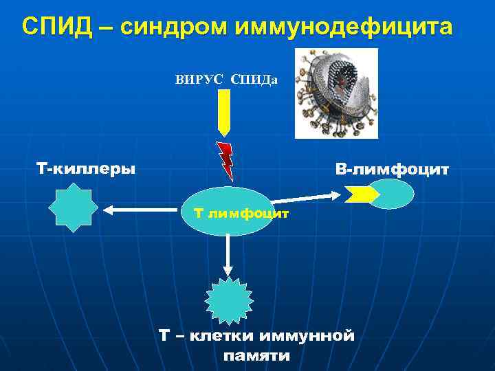 СПИД – синдром иммунодефицита ВИРУС СПИДа Т-киллеры В-лимфоцит Т – клетки иммунной памяти 