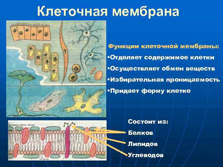 Клеточная мембрана Функции клеточной мембраны: • Отделяет содержимое клетки • Осуществляет обмен веществ •