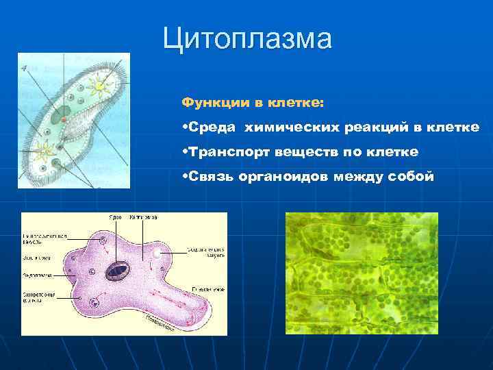 Животные клетки транспорт веществ