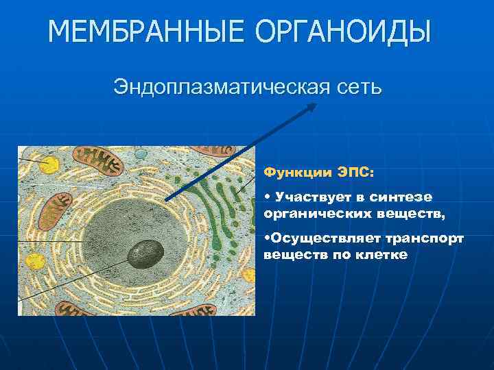 МЕМБРАННЫЕ ОРГАНОИДЫ Эндоплазматическая сеть Функции ЭПС: • Участвует в синтезе органических веществ, • Осуществляет