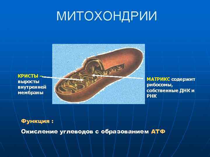 МИТОХОНДРИИ КРИСТЫ – выросты внутренней мембраны МАТРИКС содержит рибосомы, собственные ДНК и РНК Функция