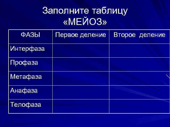 1 деление интерфазы