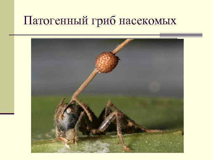 Патогенный гриб насекомых 