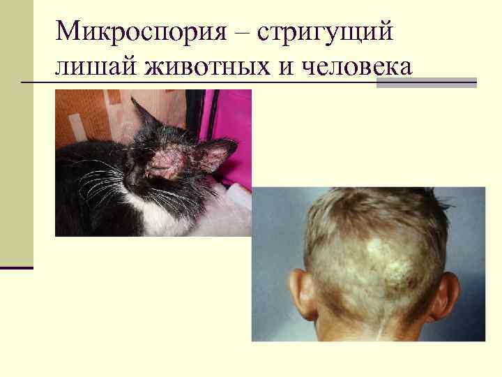 Микроспория – стригущий лишай животных и человека 