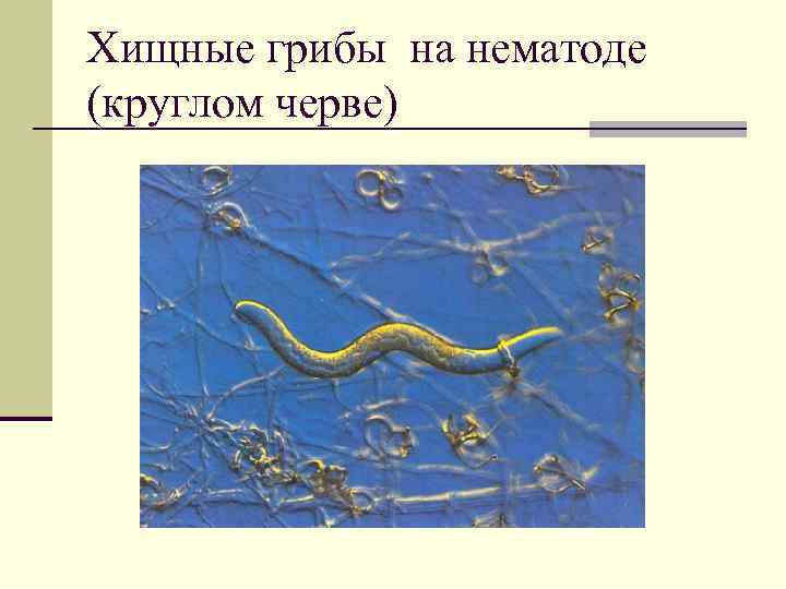 Хищные грибы на нематоде (круглом черве) 