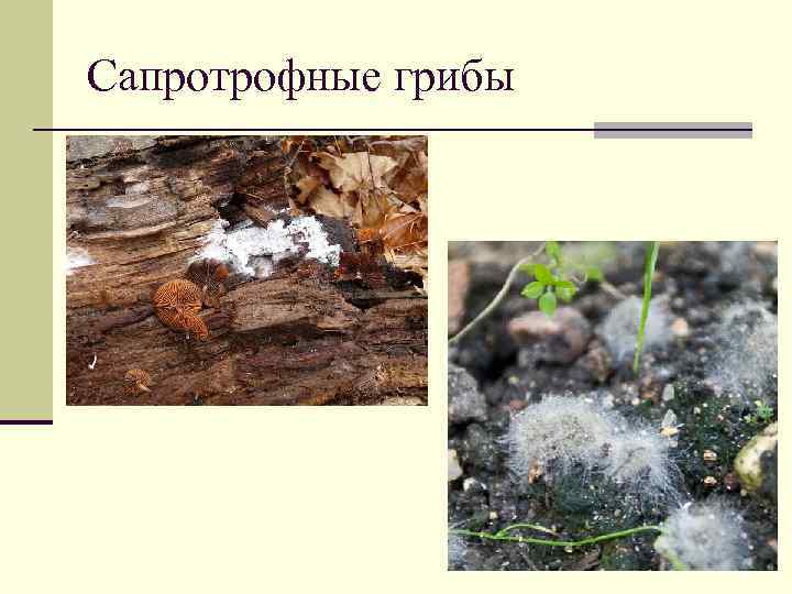 Сапротрофные грибы 