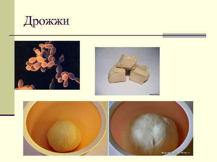 Дрожжи 