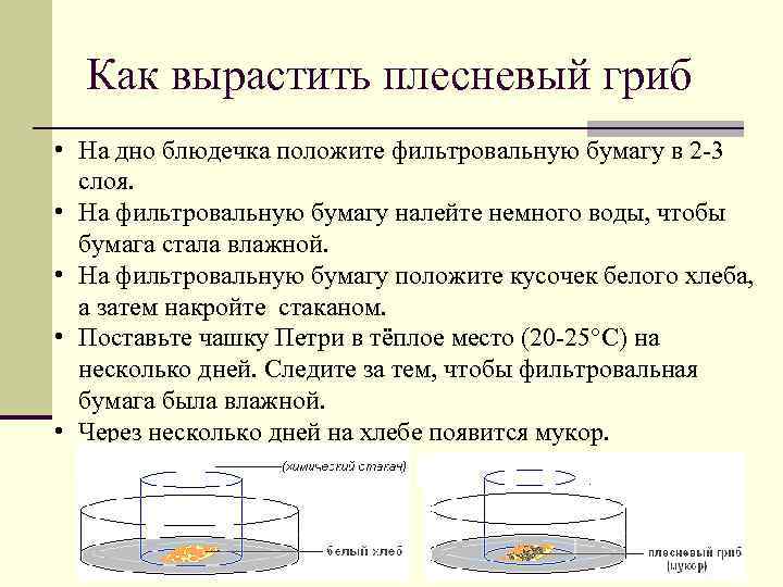 Как вырастить плесневый гриб • На дно блюдечка положите фильтровальную бумагу в 2 -3