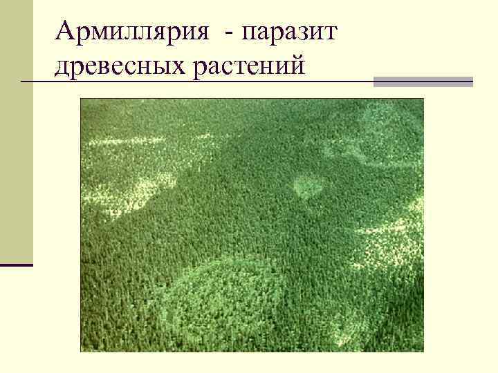 Армиллярия - паразит древесных растений 