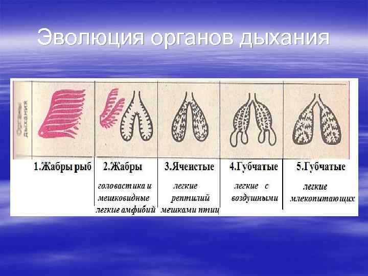 Эволюция органов дыхания 