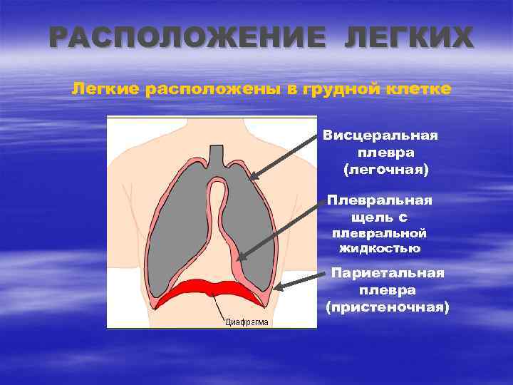РАСПОЛОЖЕНИЕ ЛЕГКИХ Легкие расположены в грудной клетке Висцеральная плевра (легочная) Плевральная щель с плевральной