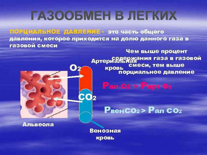 ГАЗООБМЕН В ЛЕГКИХ ПОРЦИАЛЬНОЕ ДАВЛЕНИЕ - это часть общего давления, которое приходится на долю