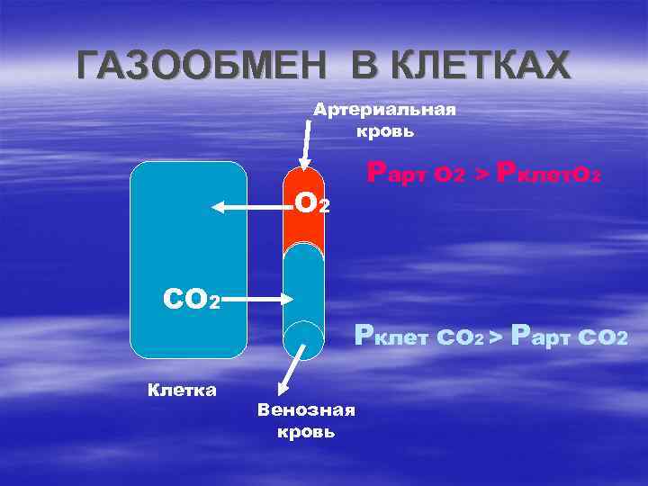 ГАЗООБМЕН В КЛЕТКАХ Артериальная кровь Рарт о 2 О 2 СО 2 Клетка >