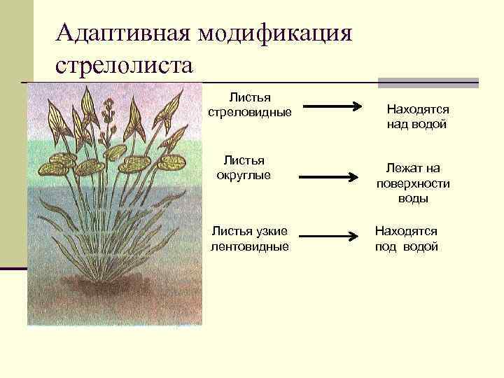 Адаптивная модификация стрелолиста Листья стреловидные Листья округлые Листья узкие лентовидные Находятся над водой Лежат