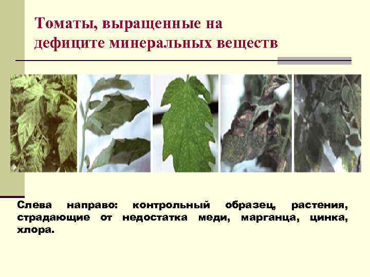 Томаты, выращенные на дефиците минеральных веществ Слева направо: контрольный образец, растения, страдающие от недостатка