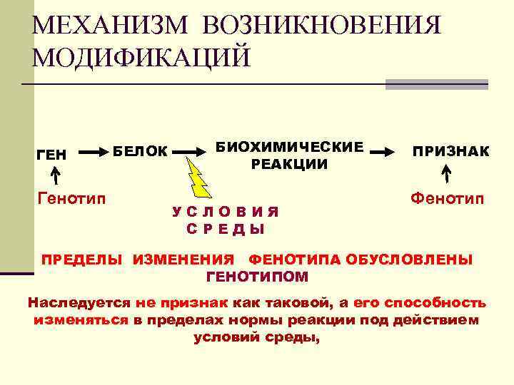 МЕХАНИЗМ ВОЗНИКНОВЕНИЯ МОДИФИКАЦИЙ ГЕН Генотип БЕЛОК БИОХИМИЧЕСКИЕ РЕАКЦИИ УСЛОВИЯ СРЕДЫ ПРИЗНАК Фенотип ПРЕДЕЛЫ ИЗМЕНЕНИЯ