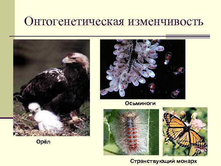 Онтогенетическая изменчивость Осьминоги Орёл Странствующий монарх 