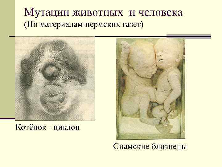 Мутации животных и человека (По материалам пермских газет) Котёнок - циклоп Сиамские близнецы 