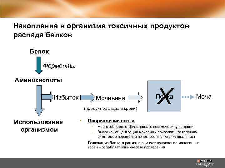 Накопление в организме токсичных продуктов распада белков Белок Ферменты Аминокислоты Избыток Мочевина (продукт распада