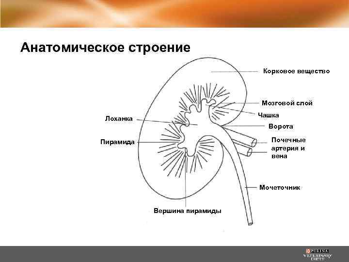 Анатомическое строение Корковое вещество Мозговой слой Чашка Лоханка Ворота Почечные артерия и вена Пирамида