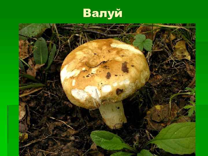 Валуй 