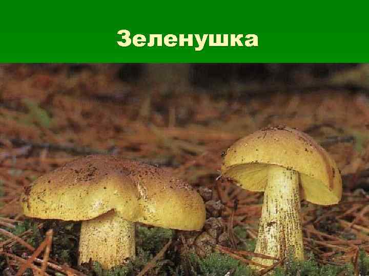 Зеленушка 