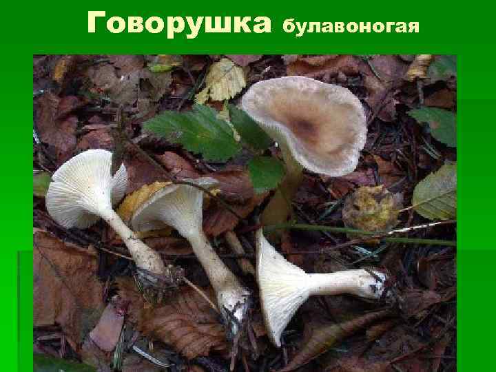 Говорушка булавоногая 