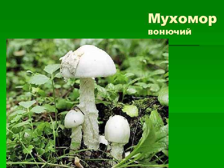 Мухомор вонючий 