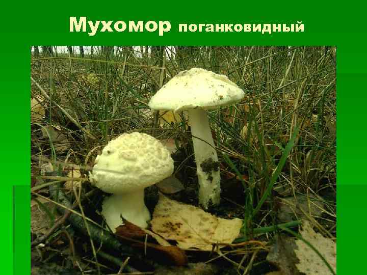 Мухомор поганковидный 