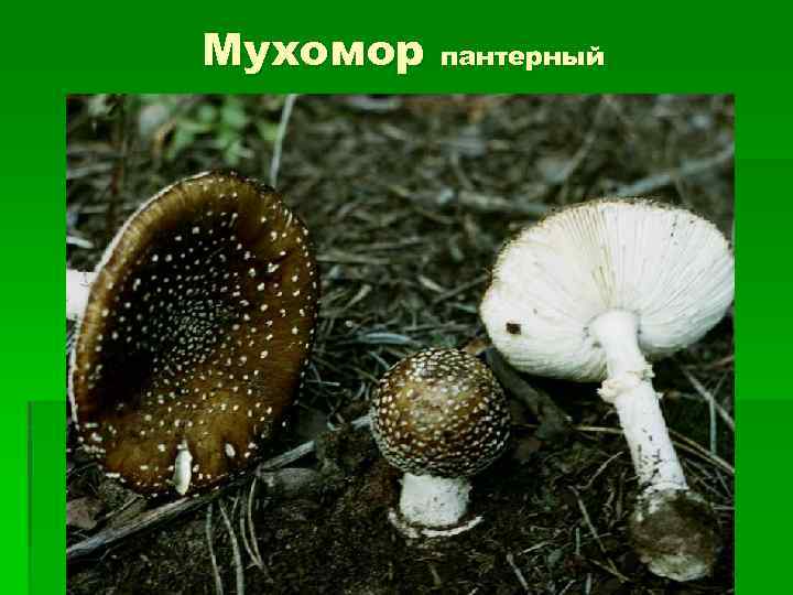 Мухомор пантерный 