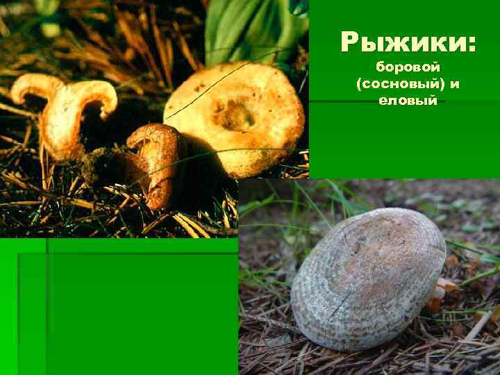 Рыжики: боровой (сосновый) и еловый 