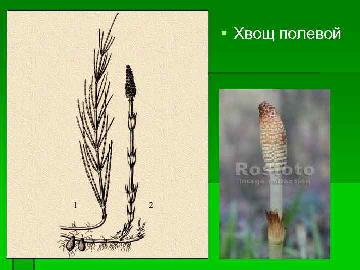  Хвощ полевой 