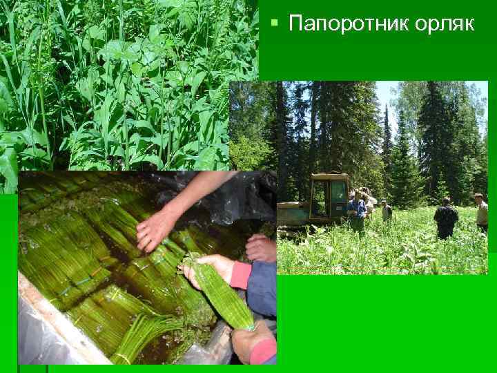  Папоротник орляк 