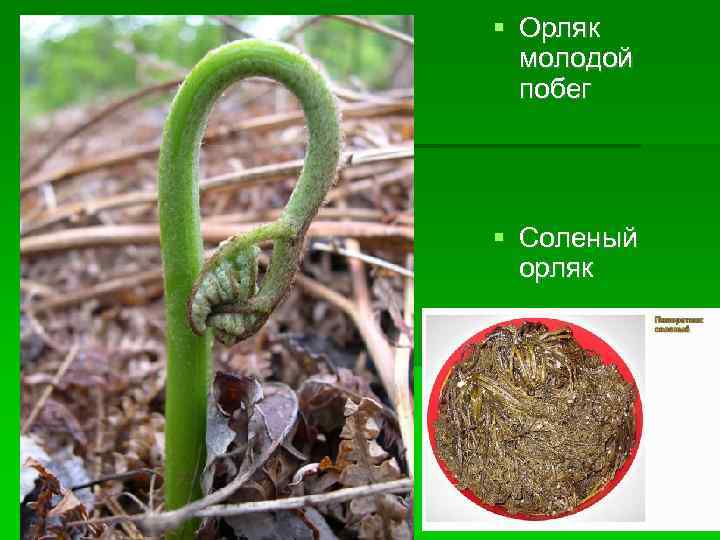 Орляк молодой побег Соленый орляк 