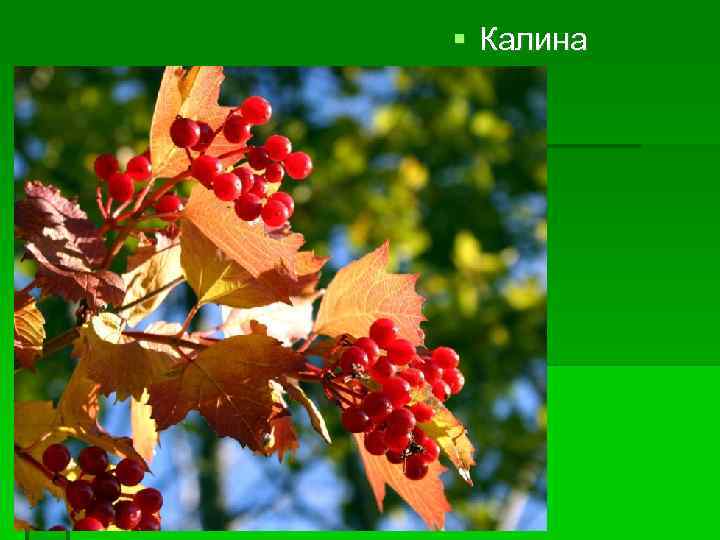  Калина 