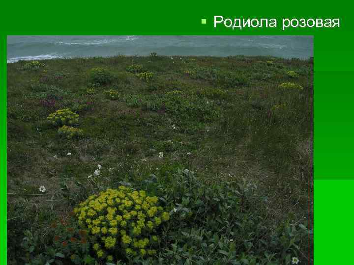  Родиола розовая 