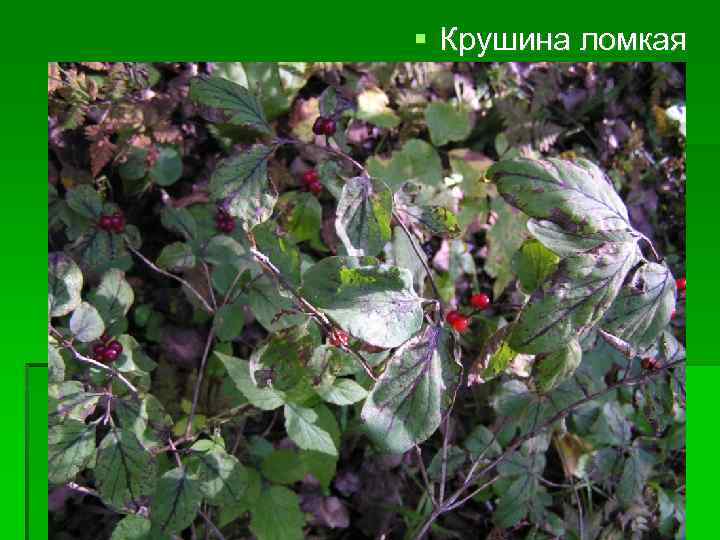  Крушина ломкая 