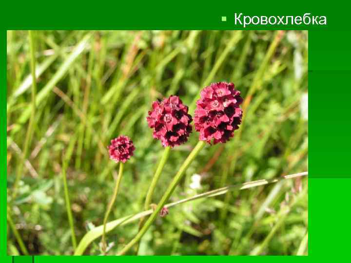  Кровохлебка 