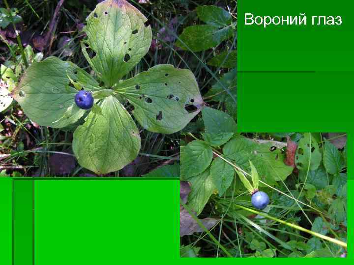  Вороний глаз 