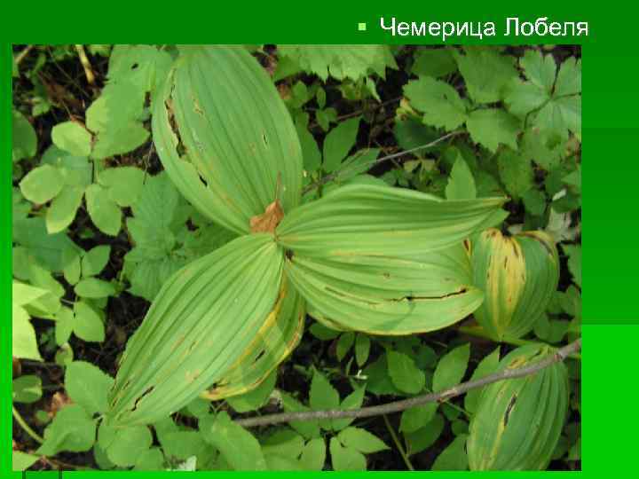  Чемерица Лобеля 