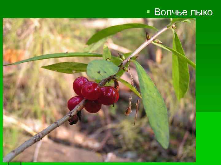  Волчье лыко 