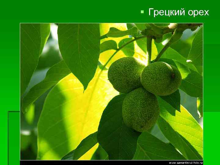  Грецкий орех 