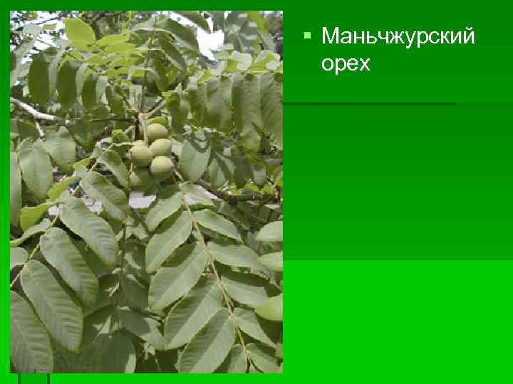  Маньчжурский орех 