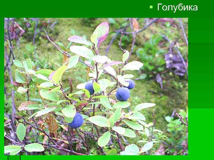  Голубика 