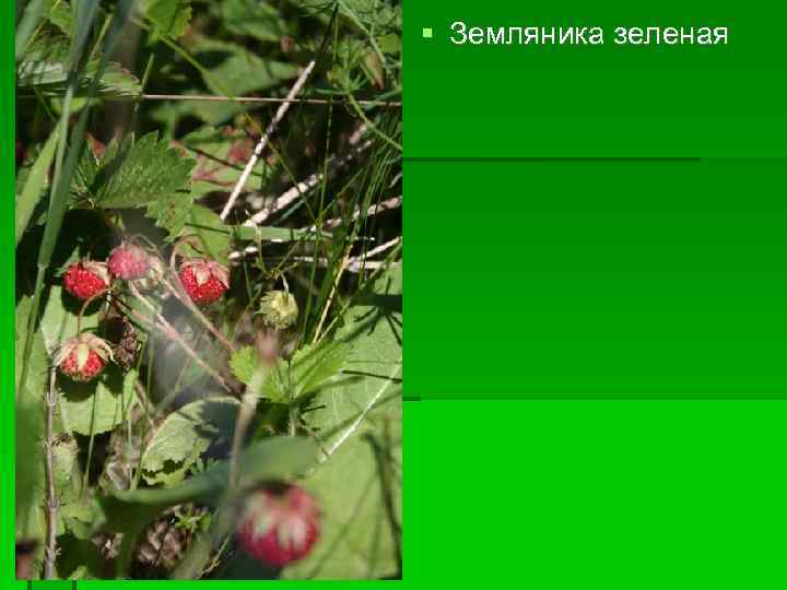  Земляника зеленая 